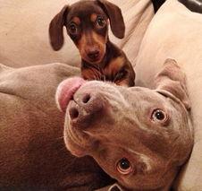 萌狗搞笑视频,狗狗搞笑视频集锦，笑出腹肌！