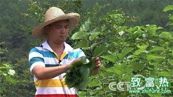 桑树养鸡视频,绿色生态养殖新模式探索