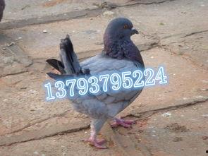 放养鸽子养殖技术视频,鸽子放养养殖技术视频精华解析