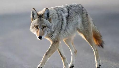 跛狼视频,逆境中的生存传奇